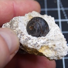 41gr Snail Cepaea Rüssingen