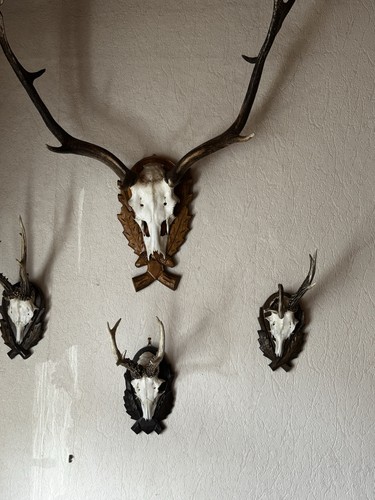 Präparate hirsch und - hirsch, keiler