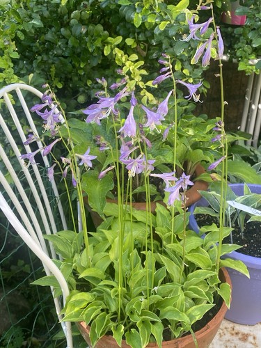 Hosta golden tiara 1 - golden,