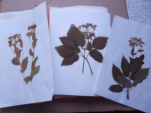 Herbarium mit über 60 - ,