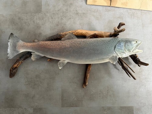 Fischpräparat huchen - fischpräparat,