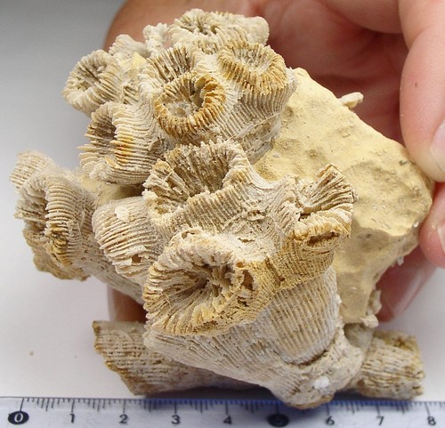 Koralle montlivaltia obconica - montlivaltia,