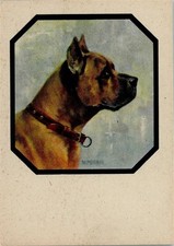10141308 - Bullmastiff Portraet Hund
