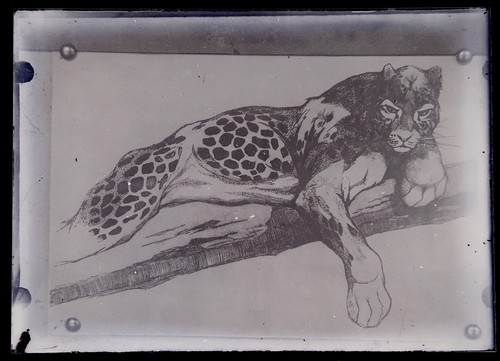 Leopard foto negativ einer - leopard,