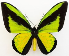 ORNITHOPTERA GOLIATH PROCUS