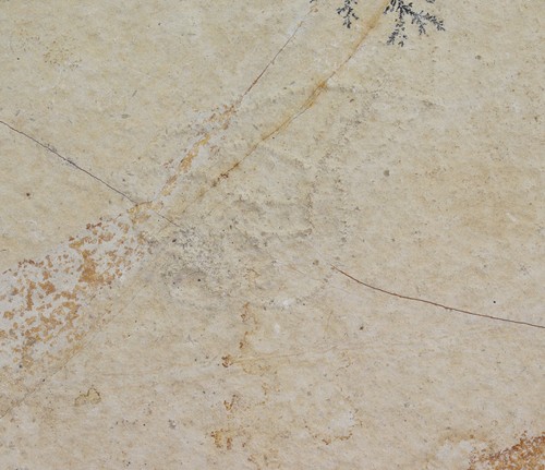 Crinoide comaturella pinnata - crinoide,,