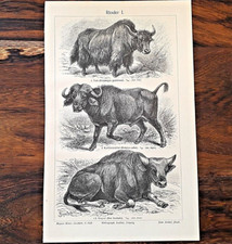 Alte Lithographie, Rinder, ca.1920, Biologie, Ur-Rinder, Bison, Yak, Rarität