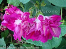 Prunkwinde ipomoea - prunkwinde,