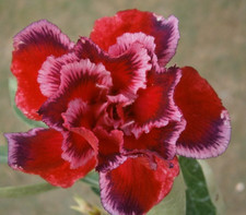 Adenium obesum - Wüstenrose -Siam santa - frisch aus Thailand eingetroffen