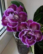 Gloxinia tuberous kaiser - gloxinia,