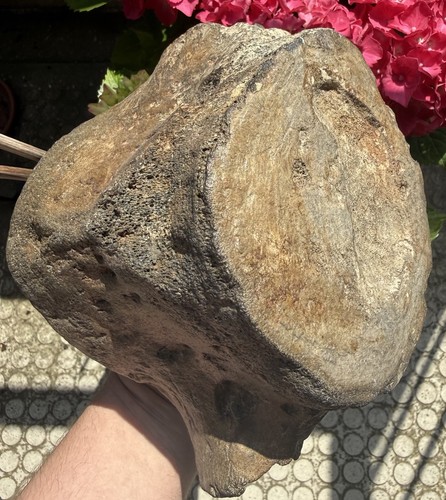 2kg fossiler walwirbel - fossiler,