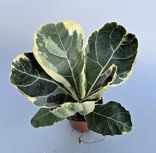 Sehr Schöner Ficus Lyrata