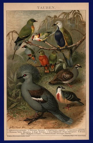 Lithographie anno 1896 - ,