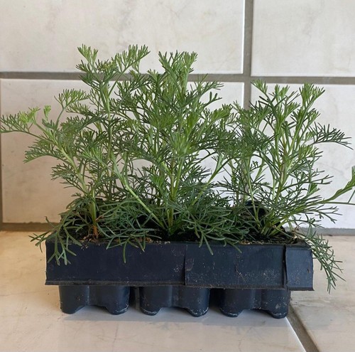 Cola kraut eberraute - eberraute, artemisia