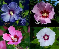 Hibiskus-MIX, verschiedene Farben, winterhart, Hochstamm oder Busch, 10 Samen