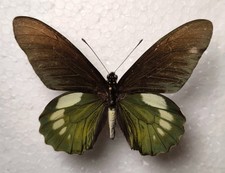 Battus belus varus Male Mexiko Schmetterlinge Entomologie