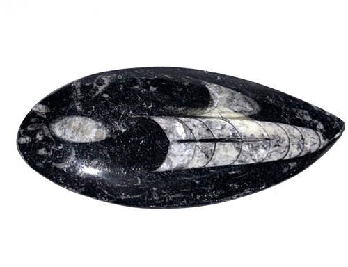 Fm0187 natürlicher orthoceras - fm0187,