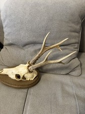 Kapialer 6er Rehbock,  Geweih