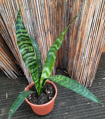 Sansevieria zeylanica - ,