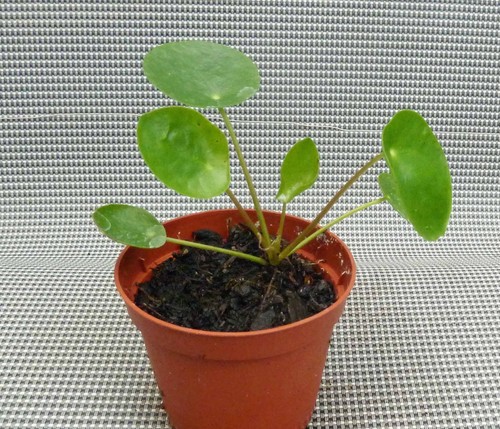 Ufopflanze pilea peperomioides - pilea,