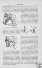 Zäumung Zaumzeug Pferde Pferd Text + Stiche von 1905 Zügel Trense Kandare