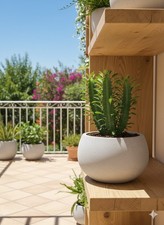 Euphorbia Trigona 20cm hoch-