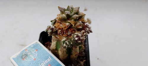 Ariocarpus retusus monstrose