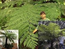 ♥ Exorbitante Palmwedel  Genialer Schwarzer Baumfarn ♥ Samen ....