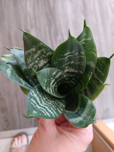 Sansevieria green hahnii - 1,