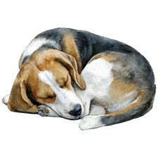 2x Sticker Beagle Car Sticker
