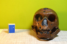 Lehrmodell anthropologischer Schädel "La Capelle" Aux Saints