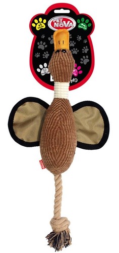 Pet nova dog life style - nova,