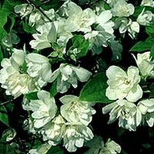 gefüllter Duftjasmin