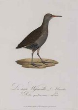 Wasserralle, Johann Theodor