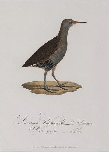 Wasserralle johann theodor - wasserralle,,