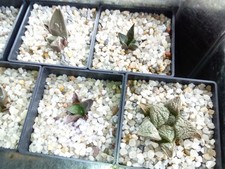 Kakteen , Ariocarpus 