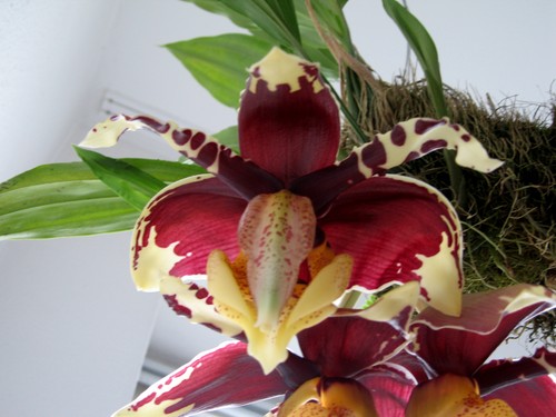 Stanhopea species red - stanhopea,
