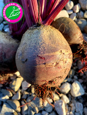 ROTE BEETE BIKORES 🍠  100+