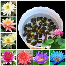 10 Samen Lotus Mix Blumensamen