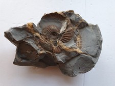 Amaltheus sp. - Lias delta