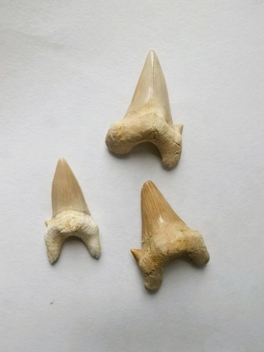 Otodus obliquus teeth - obliquus, from