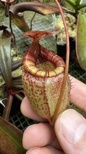 Nepenthes peltata x tenuis