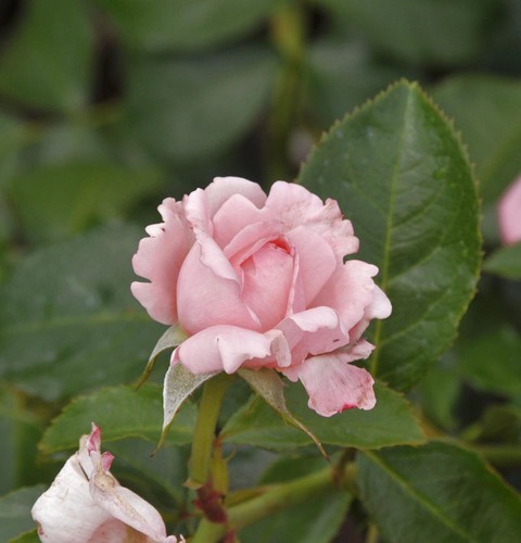 Delbard rose de - delbard,