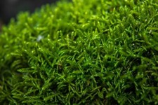 Spießmoos Teichpflanzen wasserreinigend winterhart immergrüne Wasserpflanzen