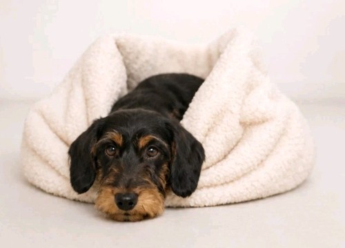Kuschelnest für hunde - kuschelnest,