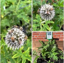 Weiße Kugeldistel, Echinops