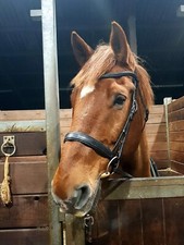 Handmade By Master Saddler gepolsterte ergonomische schwarze Full Size Trense