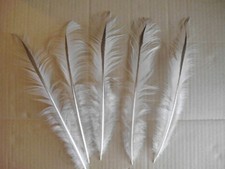 10  filigrane Pfauenfedern  26