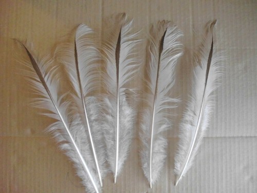 Filigrane pfauenfedern 25 - ,