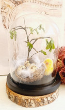 Glasglocke mit Holzsockel